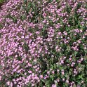 Saponaria ocymoides